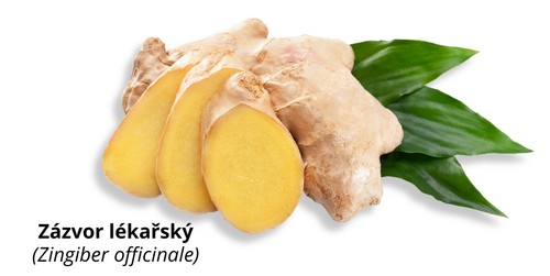 Zázvor lékařský - Ginger